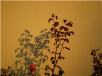 7d86b447-Picture 877.jpg